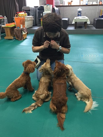 犬集合.jpg