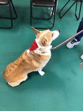 コーギー クリスマス