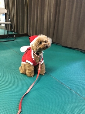 トイプードル クリスマス