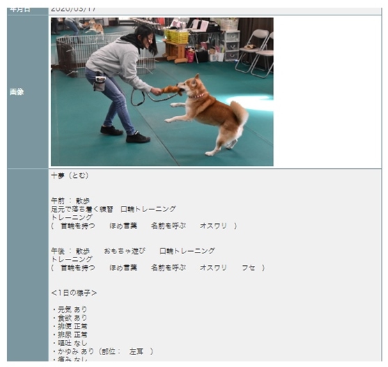 保護犬　預かり訓練