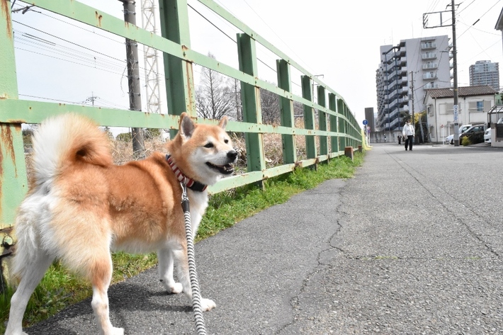 柴犬　愛護センター　訓練