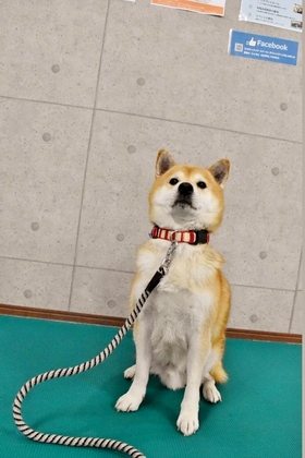 柴犬 保護犬 しつけ
