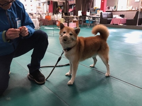 愛護センター 犬 しつけ