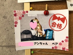 柴犬 しつけ