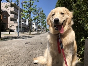 ゴールデン しつけ