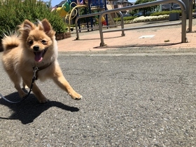 ポメラニアン しつけ