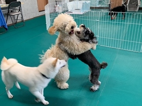 犬の幼稚園　相模原