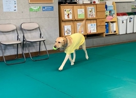 ラブラドール しつけ