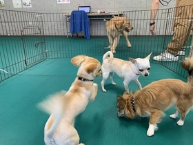 犬　しつけ　相模原