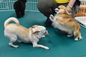 犬の幼稚園