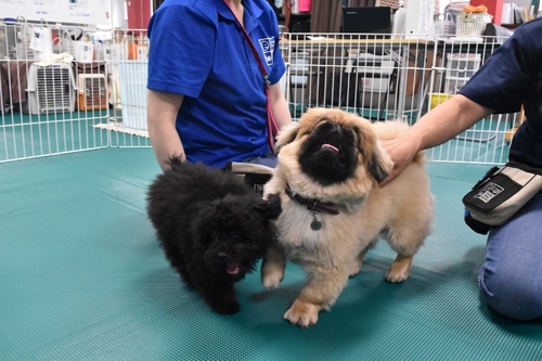 犬の幼稚園