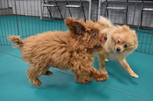 犬の幼稚園