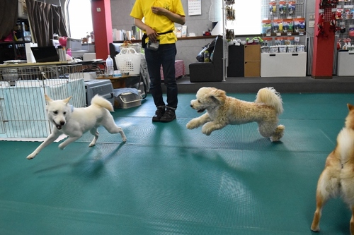 犬の幼稚園