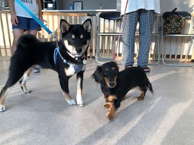 柴犬 ダックス しつけ
