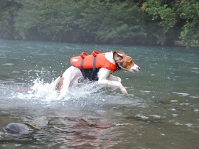 犬 ライフジャケット 川
