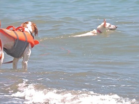 犬 海