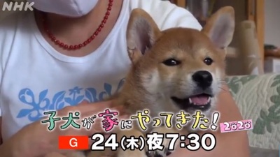 子犬がいえにやってきた.jpg