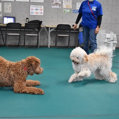 プレイバウ 遊びに誘うポーズ ブログ 相模原 町田 多摩 スタディドッグスクール 犬のしつけ教室 幼稚園 出張 プレイバウ 遊びに誘うポーズ ブログ 相模原 町田 多摩 スタディドッグスクール 犬のしつけ教室 幼稚園 出張