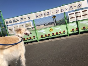 相模原スポーツレクリエーションパーク　犬.JPG