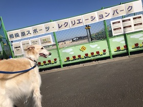 相模原スポーツレクリエーションパーク 犬.JPG