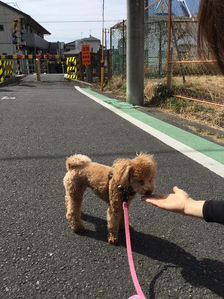 traintoypoodle.JPG