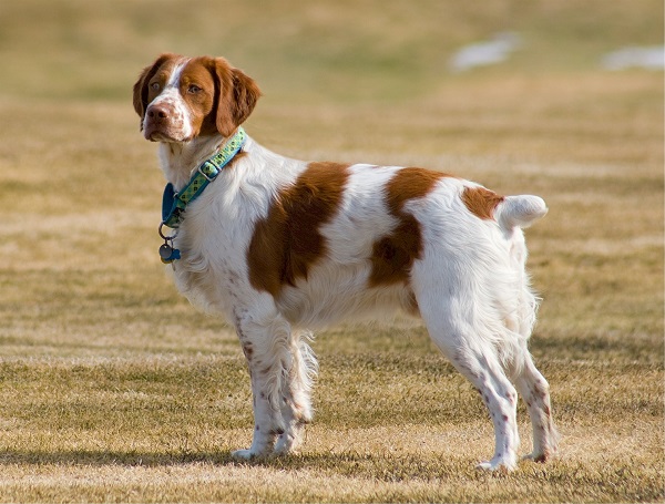 brittany-spaniel-518261_1920 - コピー.jpg