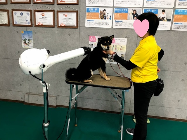 犬　ドライヤー