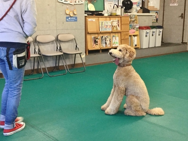 スタンダードプードル　遊び