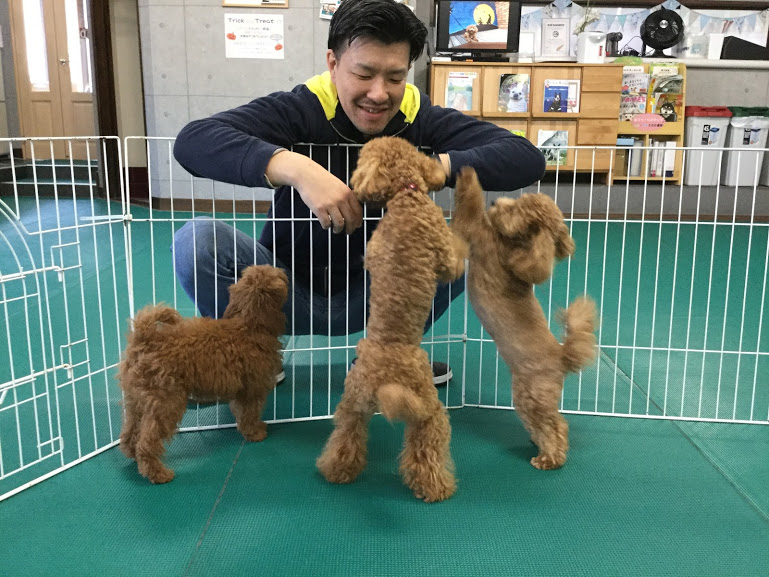 トイプー　幼稚園