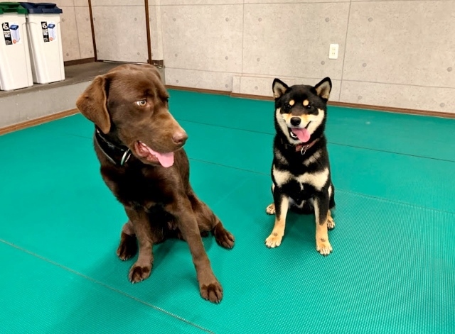 ラブラドール　柴犬　オスワリ