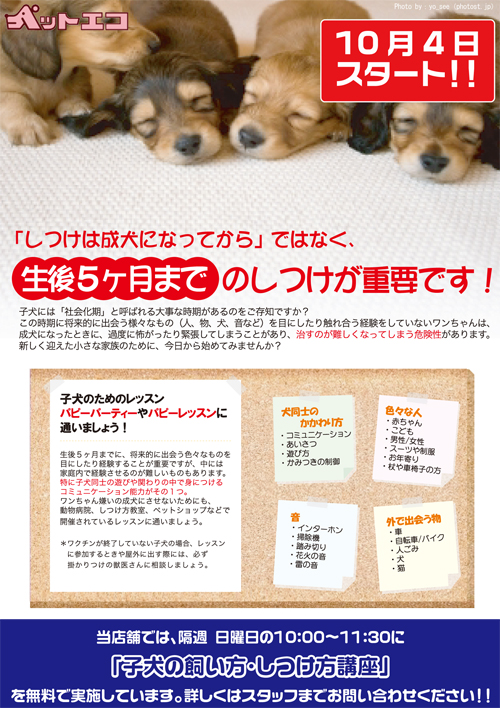 子犬しつけ相談事前チラシ.jpg