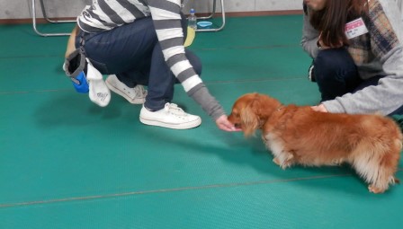 教育支援犬１.jpg