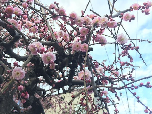 桜2017.jpg