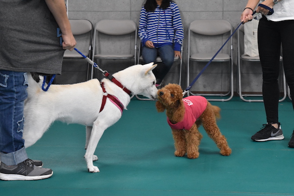 犬同士の挨拶.jpg