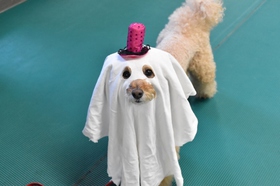 トイプードル ハロウィン