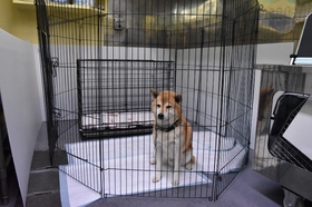 愛護センター 犬 しつけ