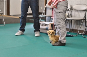 カニンヘン ダックス しつけ