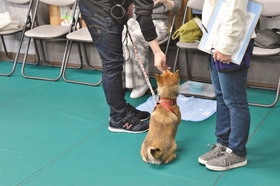 柴犬　しつけ