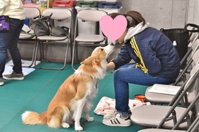 ボーダーコリー しつけ