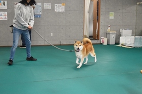 保護犬　トレーニング