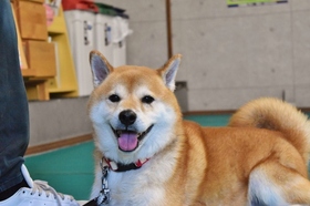 保護犬 トレーニング