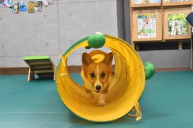 コーギー トンネル アジリティ
