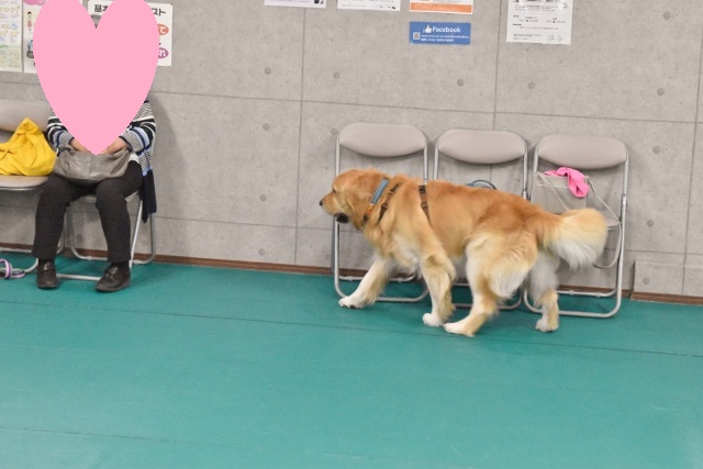 ゴールデン　室内　ドッグラン