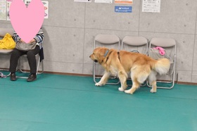 ゴールデン 室内 ドッグラン