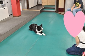 ボーダーコリー 室内ドッグラン