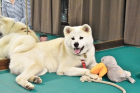 秋田犬 室内 ドッグラン