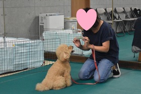 トイプードル おもちゃ