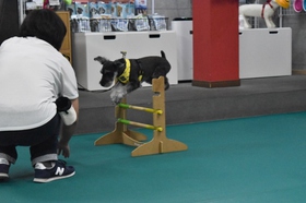シュナウザー ハードル アジリティ