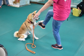 秋田犬　しつけ