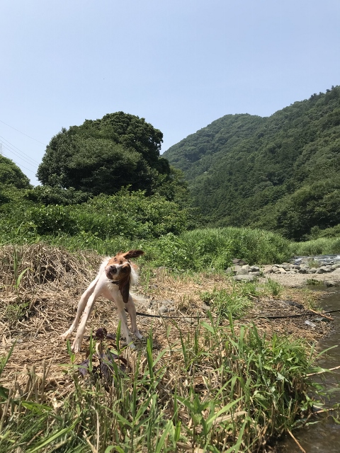 犬　中津川